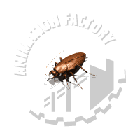 Roach Animation