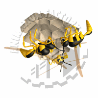 Wasps Animation
