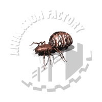 Bug Animation