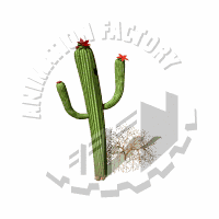 Succulent Animation