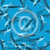 Dolphins Web Graphic