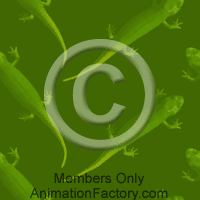 Gecko Web Graphic