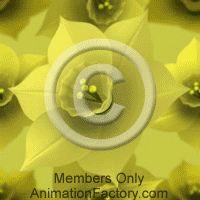 Daffodils Web Graphic