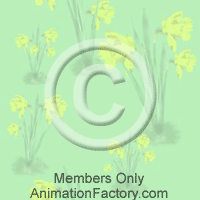 Daffodils Web Graphic