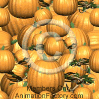 Pumpkins Web Graphic