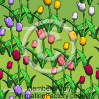 Tulips Web Graphic