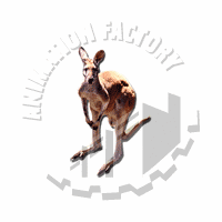 Kangaroo Web Graphic