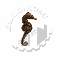 Seahorse Web Graphic