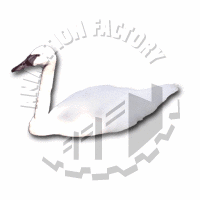 Swan Web Graphic