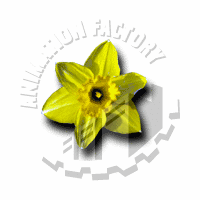 Daffodil Web Graphic