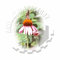 Wildflower Web Graphic