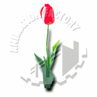 Tulip Web Graphic