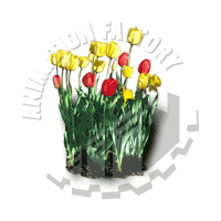 Tulips Web Graphic