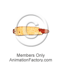 Corn Web Graphic