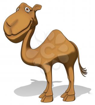 Fun camel