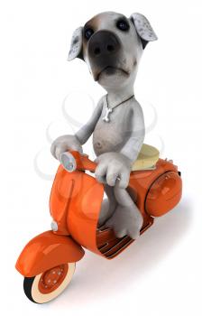 Royalty Free Clipart Image of a Jack Russell Terrier on a Scooter