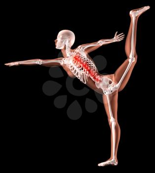 3D render of a female medical skeleton in a yoga position with spine highlighted