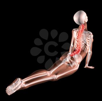 3d render of a female medical skeleton stretching her back