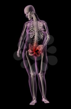 3D rebder of a medical skeleton of an overweight female with stomach ache