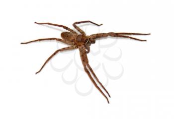 A cane spider, isolated, looking scary. 