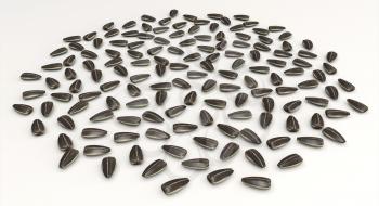 Sunflower seeds arranged with golden ratio spacing, randomly generated rotations.