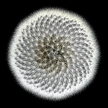 Experiments with the golden ratio, top view of dandelion seeds with black background. Notice the spiral pattern. Isn't nature inspiring?
