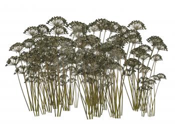 Royalty Free Clipart Image of Dried Plants