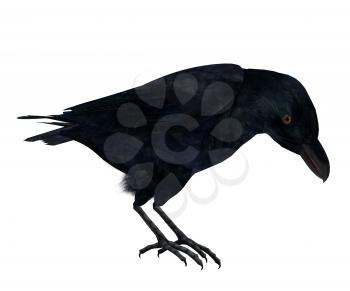 Royalty Free Clipart Image of a Crow