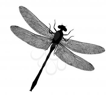 Royalty Free Clipart Image of a Dragonfly
