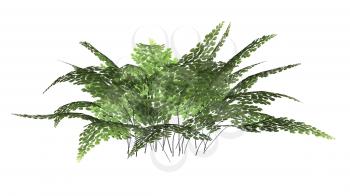 Royalty Free Clipart Image of a Fern