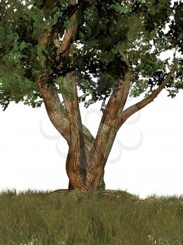 Royalty Free Clipart Image of a Big Tree