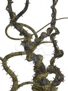 Royalty Free Clipart Image of a Thorny Vine