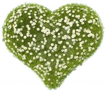 Green grass heart shape with camomile flowers isolated on white
