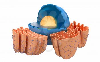 Structure of nuclear and endoplasmic reticulum in an animal cell, 3d rendering. Section view. Computer digital drawing.