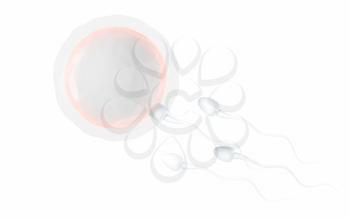 The union of sperm and an egg cell, 3d rendering. Computer digital drawing.