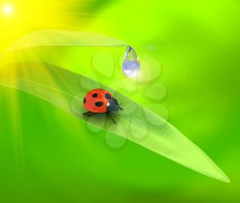 Royalty Free Clipart Image of a Ladybug on a Plant
