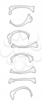 Set of colorful bone on a white background