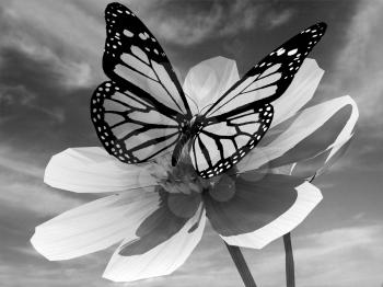 Beautiful Cosmos Flower and butterfly against the sky