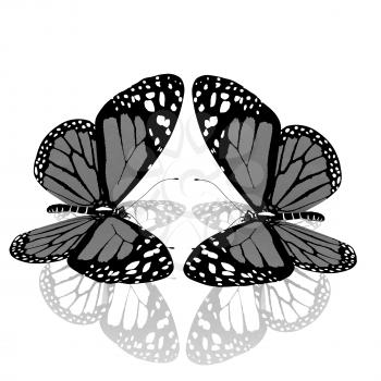 beauty butterflies