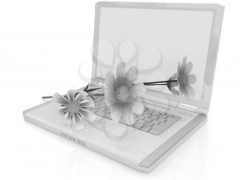 cosmos flower on laptop on a white background