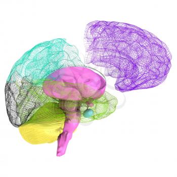 Creative concept of the human brain