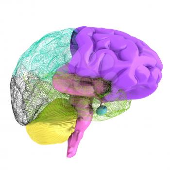 Creative concept of the human brain