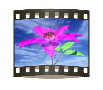 Beautiful Cosmos Flower against the sky. The film strip