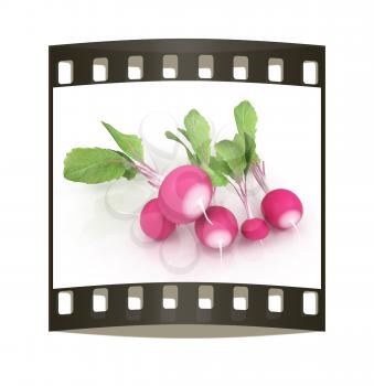 Small garden radish on a white background. The film strip