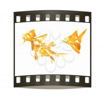 Gold fishes. Isolation on a white background. The film strip