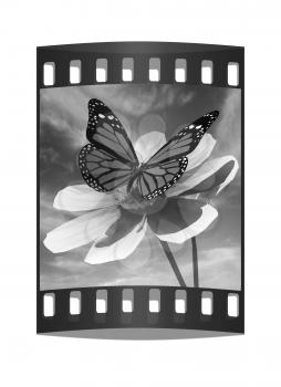Beautiful Cosmos Flower and butterfly against the sky. The film strip