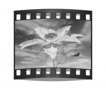 Beautiful Cosmos Flower against the sky. The film strip