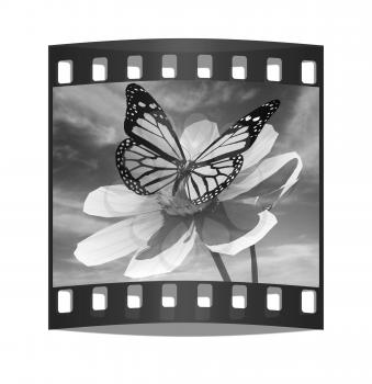 Beautiful Cosmos Flower and butterfly against the sky. The film strip