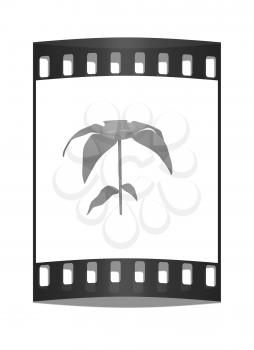 Flower icon on a white background. The film strip