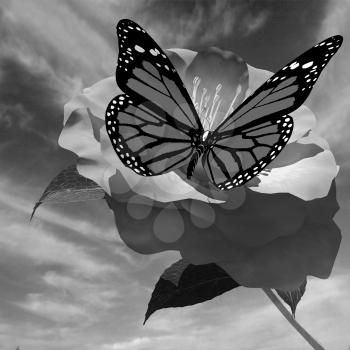 Beautiful Flower and butterfly against the sky 